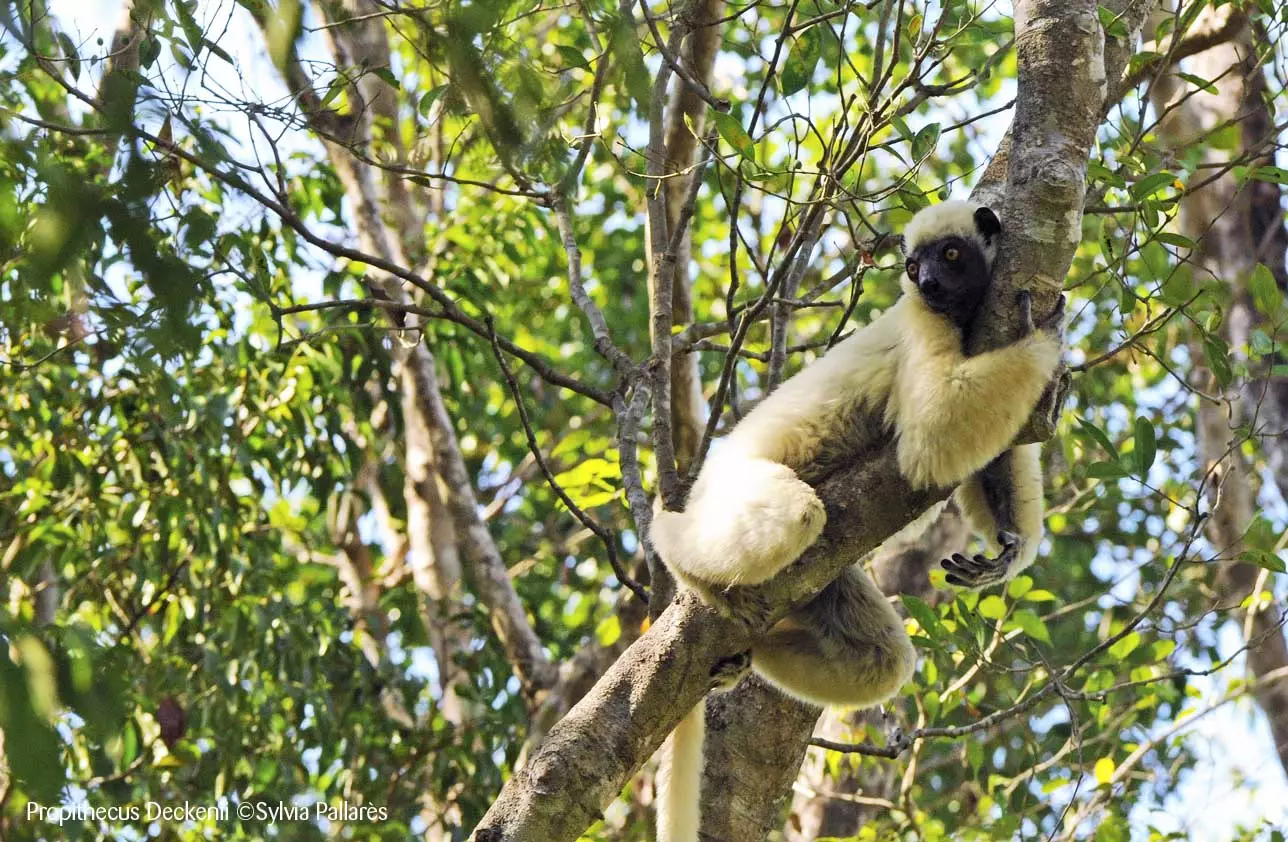 PropithecusDeckeniiÂ©SylviaPallares
