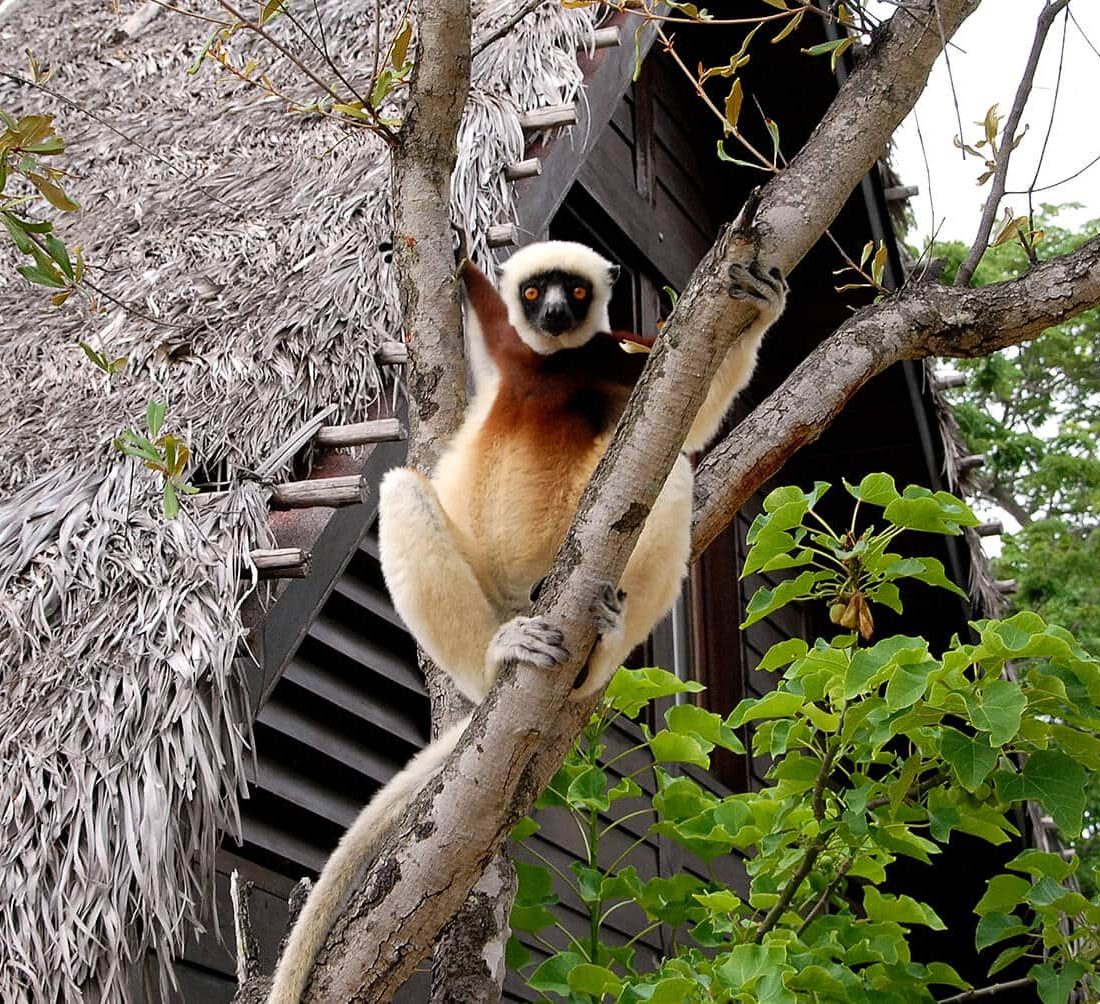EXPERIENCIA ANJAJAVY