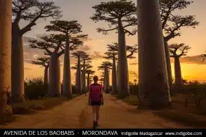 avenida de los baobabs - Morondava 