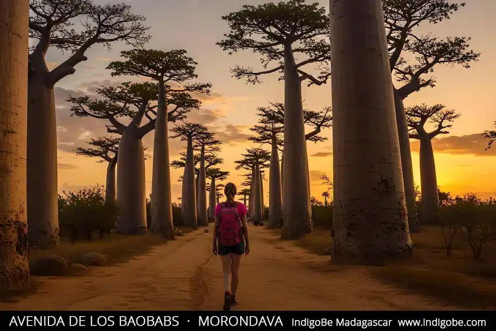 avenida de los baobabs - Morondava