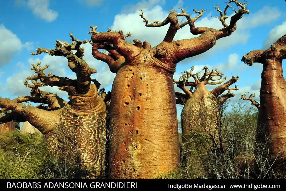 BAOBABS ADANSONIA GRANDIDIERI Madagascar