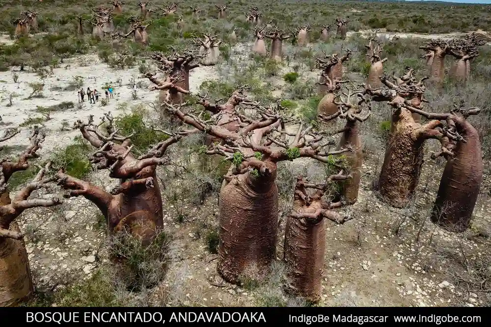 bosque encantado andavadoaka