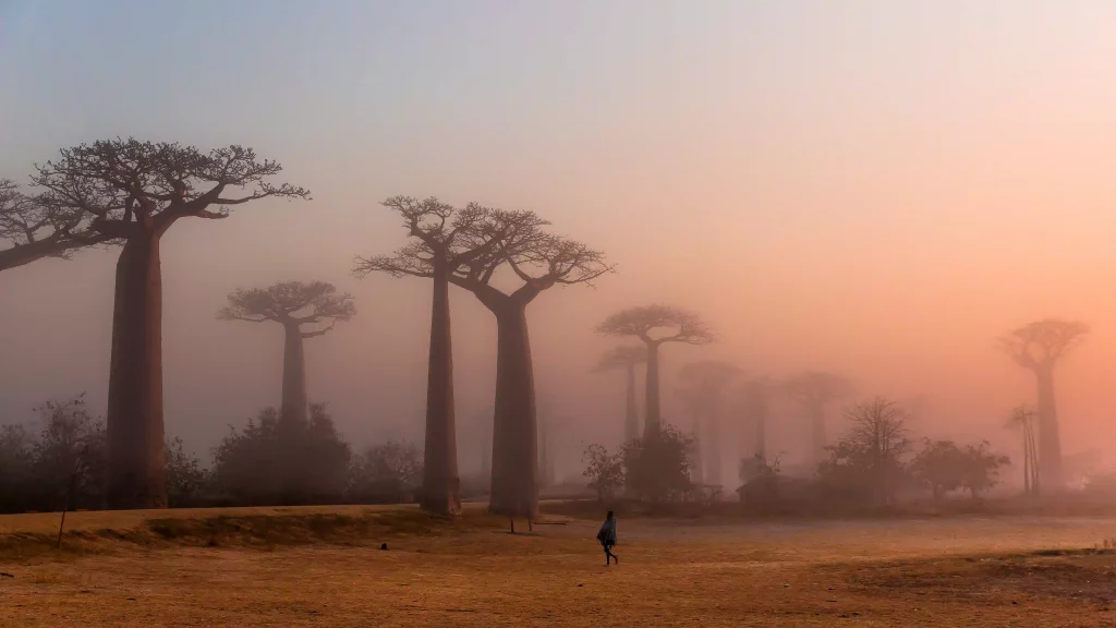 avenida baobabs Madaagscar
