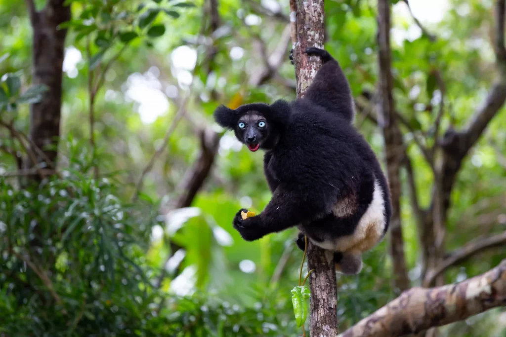 lemures Madagascar