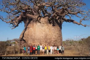 baobab Tsitakakantsa más grande de madagascar