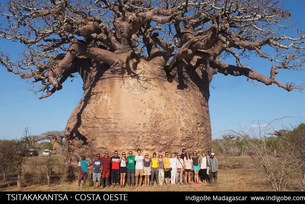 baobab Tsitakakantsa más grande de madagascar