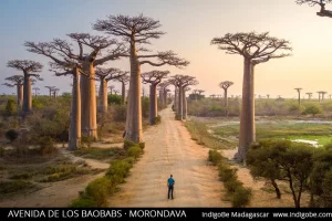 avenida de los baobabs indigo be