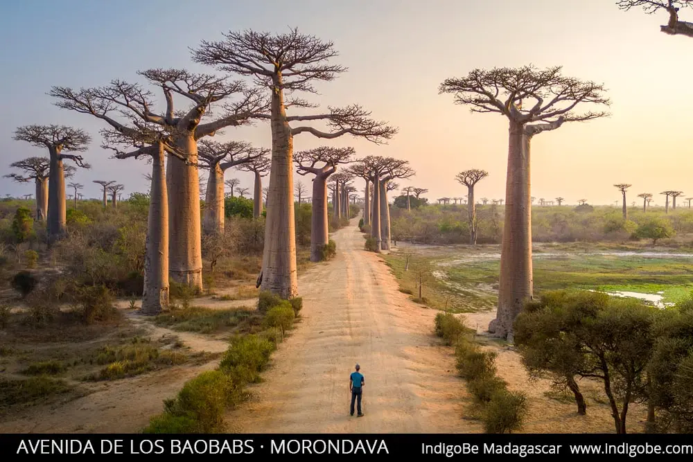 avenida de los baobabs indigo be