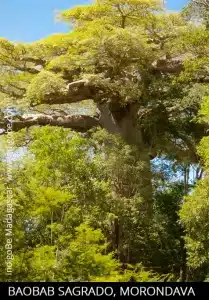 Baobab sagrado - Madagascar