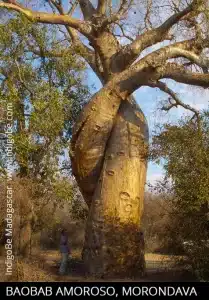 Baobab amoroso - Madagascar