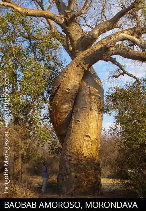 Baobab amoroso - Madagascar