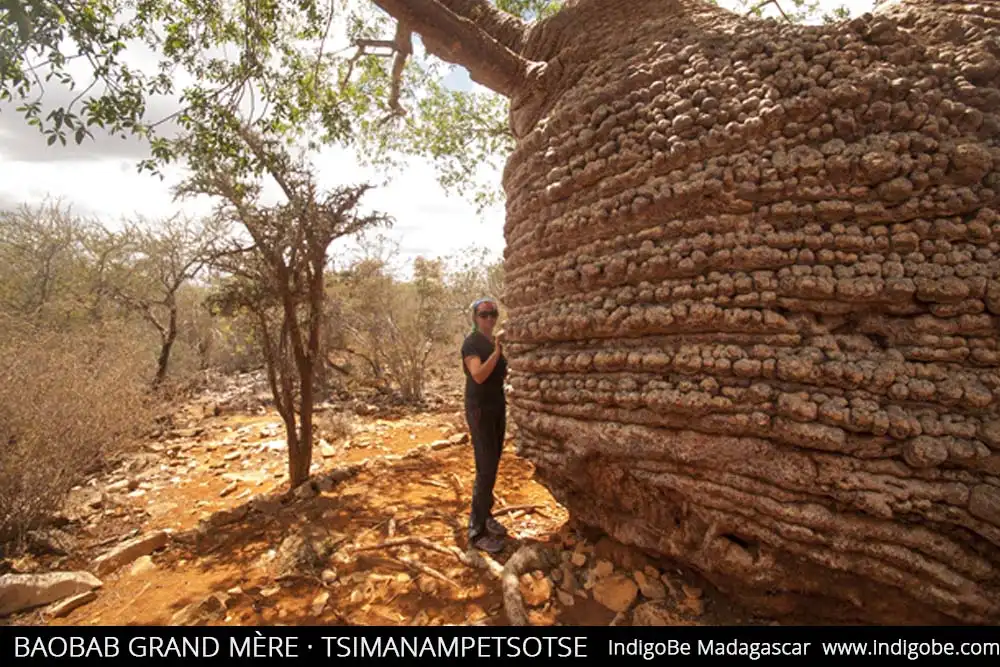 baobab grande en isla madaagscar