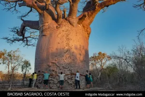 Baobab sagrado costa oeste Madagascar 