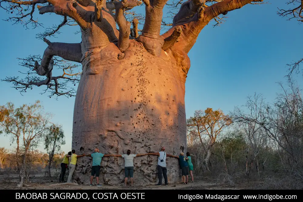 Baobab sagrado costa oeste Madagascar
