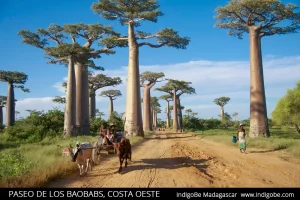 paseo de los baobabs - costa oeste Madagascar
