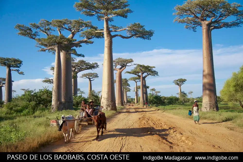 paseo de los baobabs - costa oeste Madagascar
