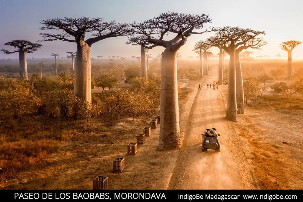 Avenida Baobabs en Madagascar