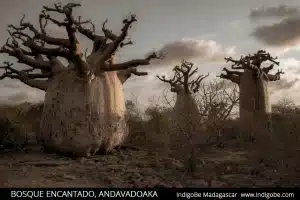 bosque encantado madagascar 