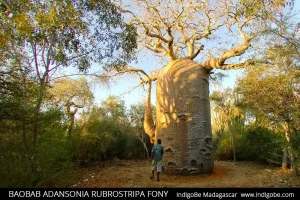 baobab Adansonia Rubrostripa Fony