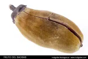 fruto del baobab - Madagascar
