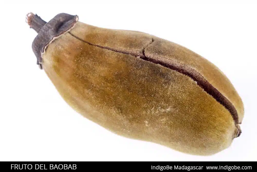 fruto del baobab - Madagascar