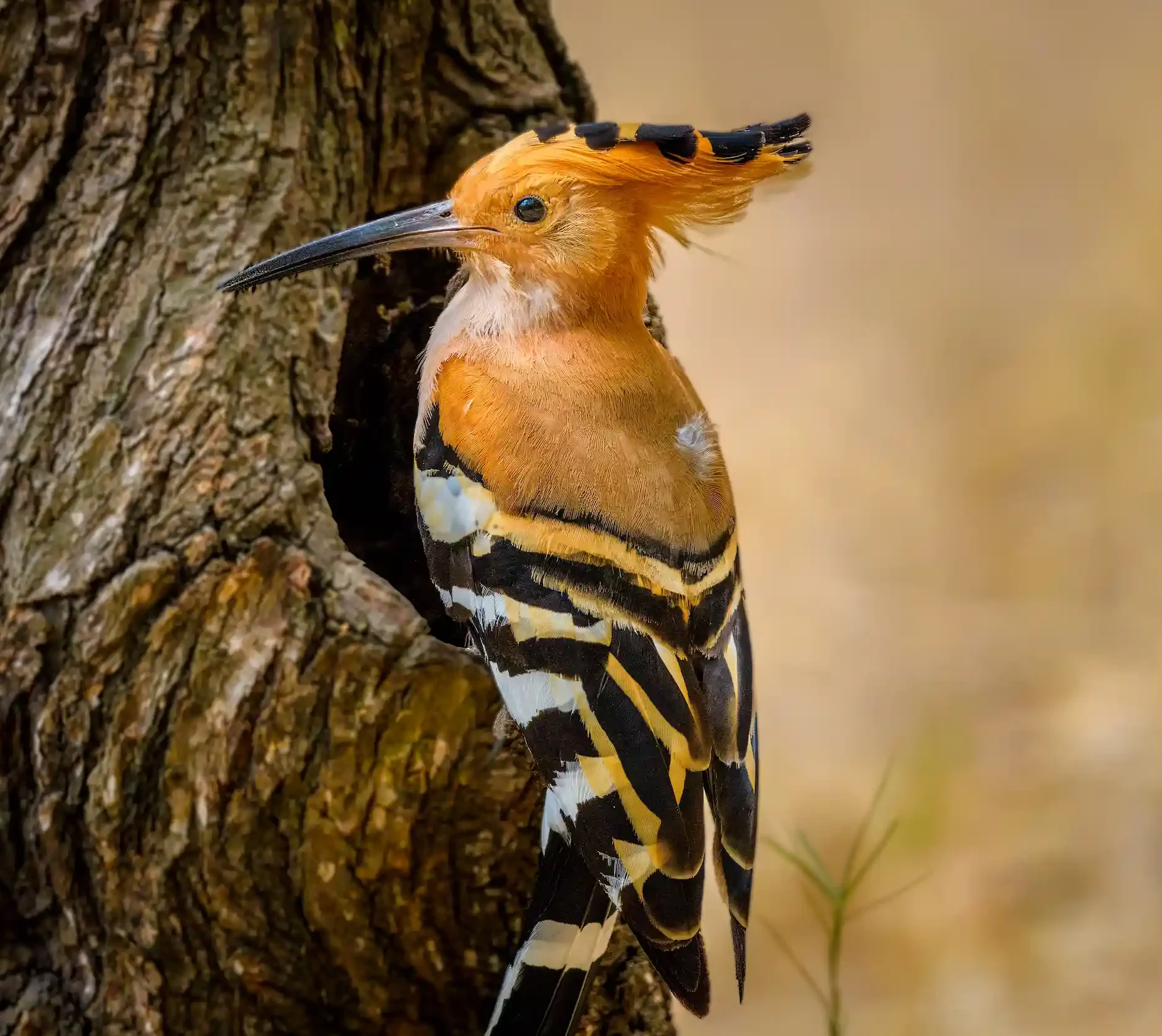 BIRD PHOTO TOUR